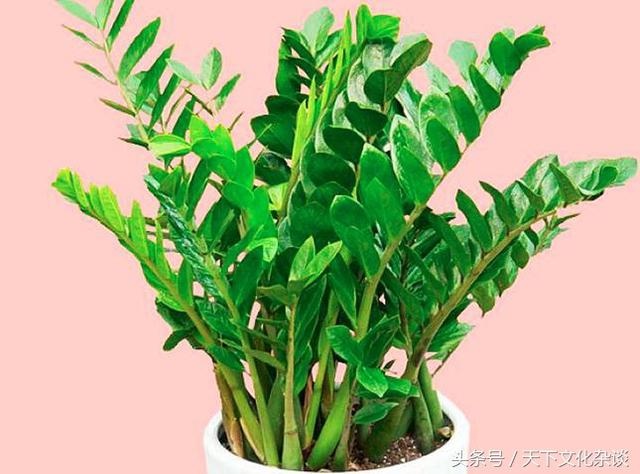 属鸡的养什么花最招财，属鸡的养什么植物好