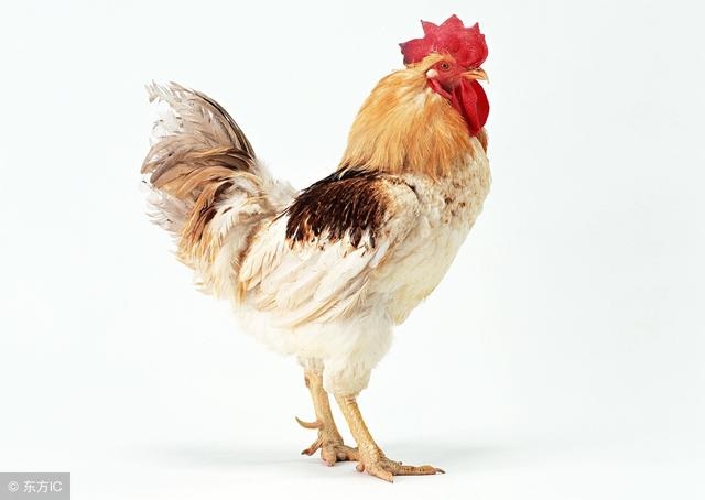 生肖鸡一生的财运贵人，生肖鸡命中有两大贵人