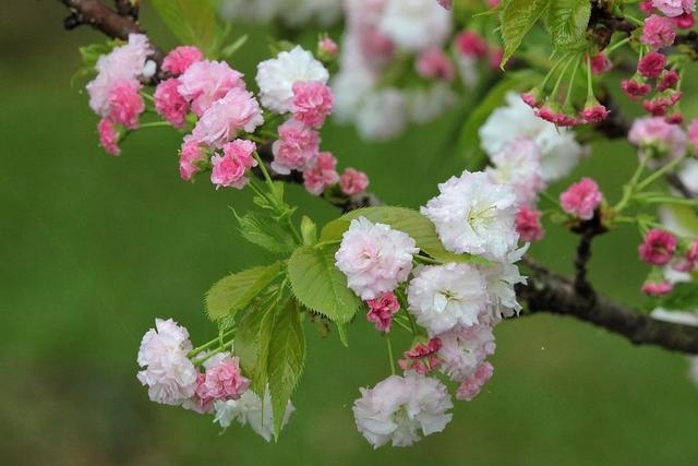 022年运势如何，2022年十二生肖运势"