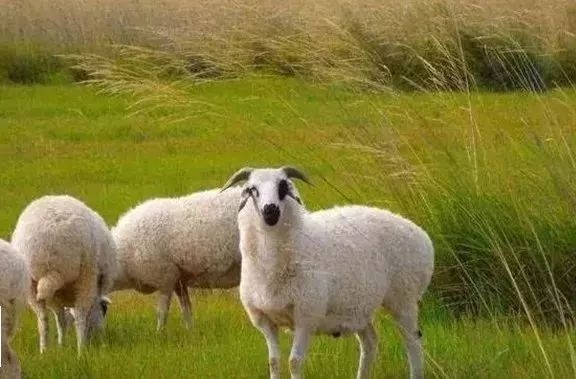 女人属羊什么脾气,属羊1979女人性格和脾气