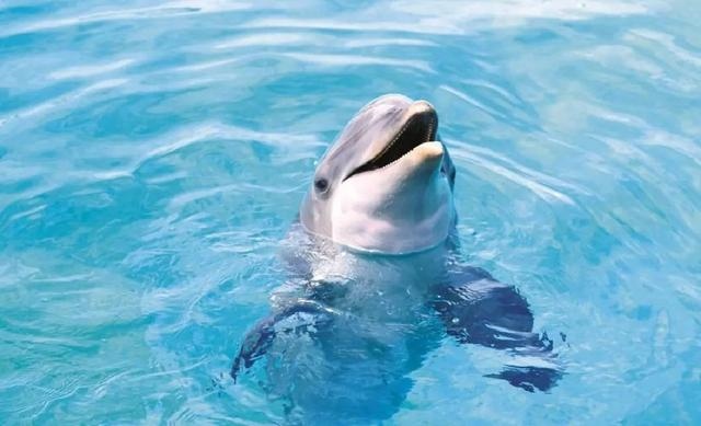 报复手段最残忍的生肖，头脑充满智慧的生肖女