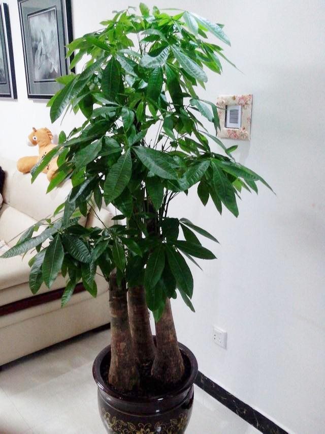 女人最吉祥招财的名字，非常旺财的微信名女人