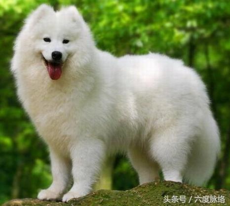 属狗今年多大岁数2022年，属羊的今年多大