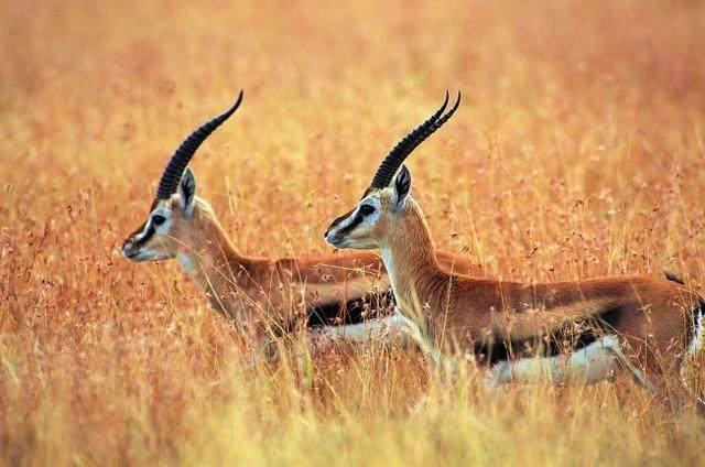 属兔人永久吉利的数字,生辰八字五行查询