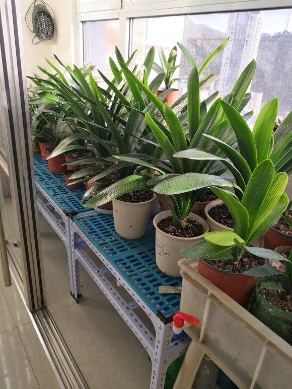 属蛇人家中摆什么好，属蛇人更大靠山是谁