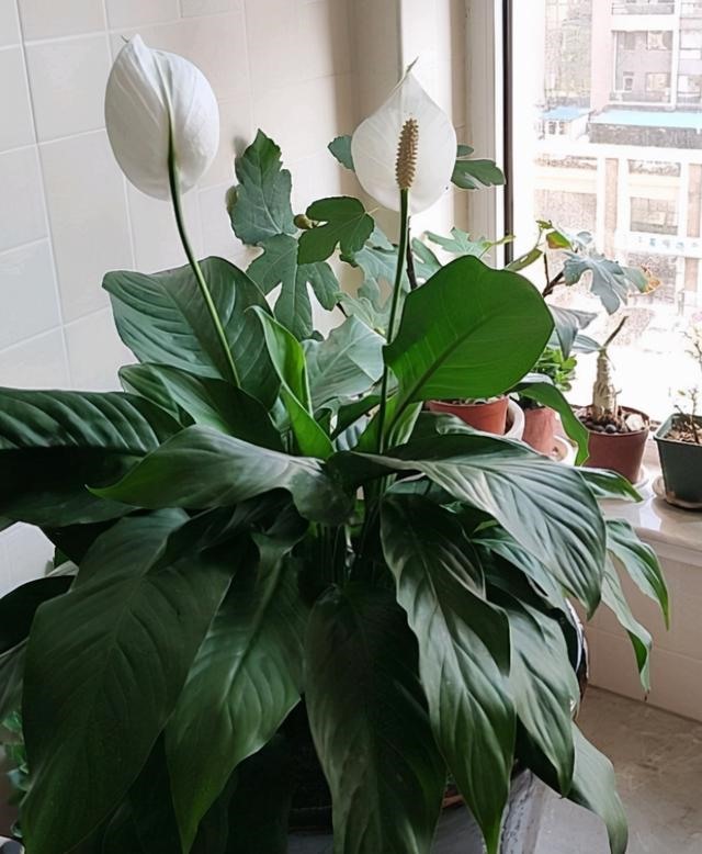 属蛇人家中摆什么好，属蛇人更大靠山是谁