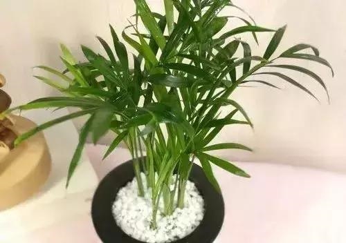 属虎人一生最旺3个人招I，最命苦的4大生肖女