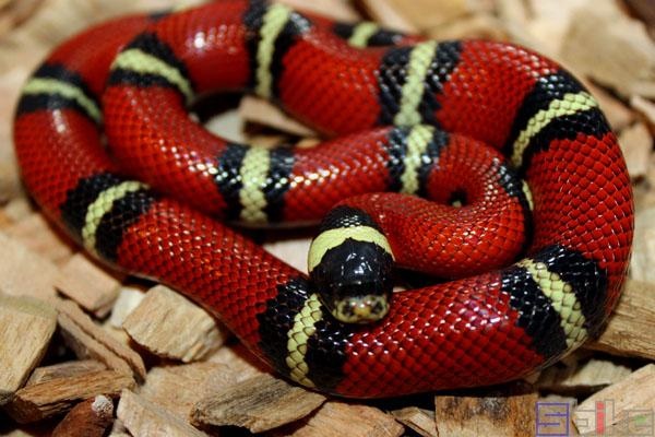 属蛇的适合养什么宠物，生肖属蛇女人一生运程