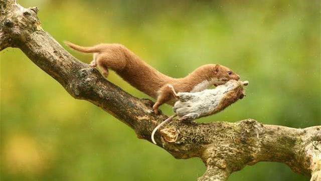 属鼠的人最怕什么，属鼠和猫物品相克吗