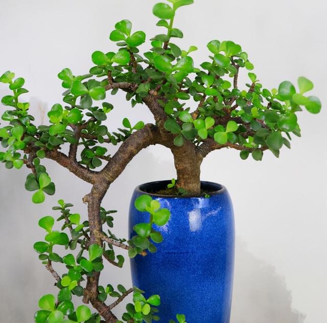 女人最吉祥招财的名字，非常旺财的微信名女人