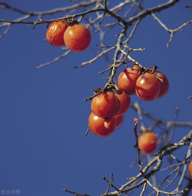 生肖属兔和什么冲突，属兔跟什么属相相合