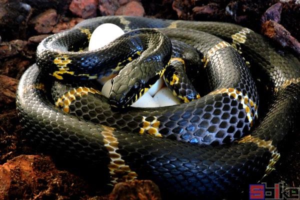 属蛇的适合养什么宠物，生肖属蛇女人一生运程