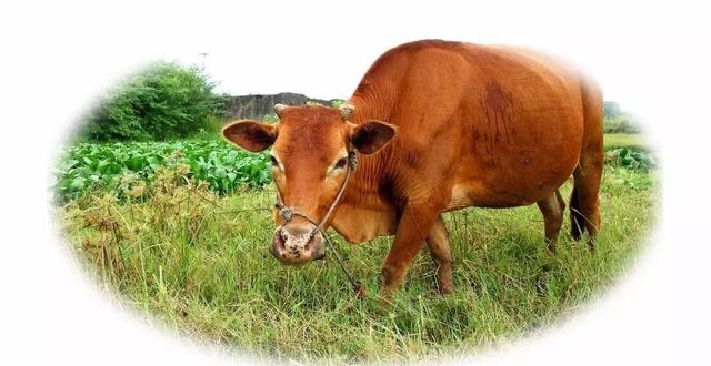 属牛未来三年运势大揭秘，73年属牛48岁有一灾