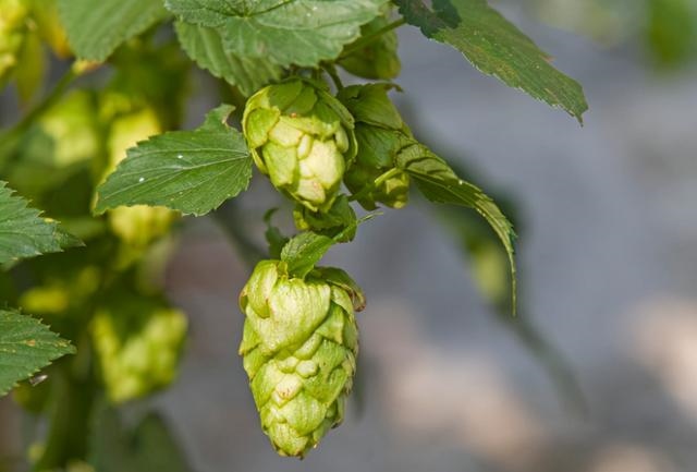 属蛇的人命怎么这么苦，属蛇人一生命苦