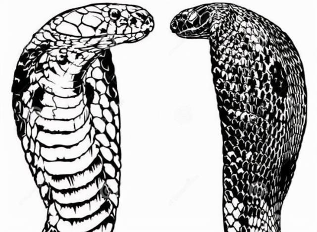 属蛇的人养什么宠物好，蛇的人比较喜欢养什么宠物