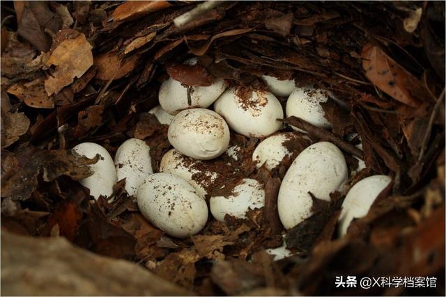 蛇为什么被称为性神，两蛇相缠必有一死