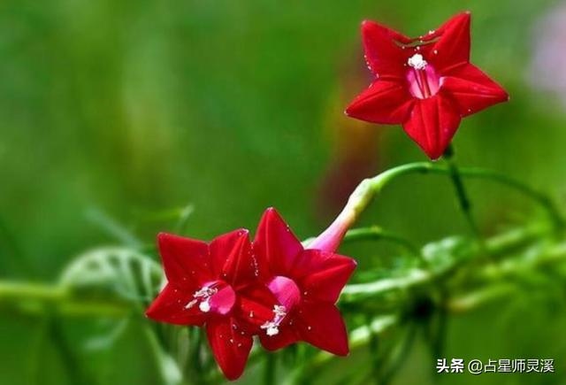 7年蛇未来三年走什么运，属蛇1977十年大运"