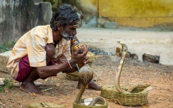 生肖蛇怕哪个生肖，十二生肖蛇最怕什么动物