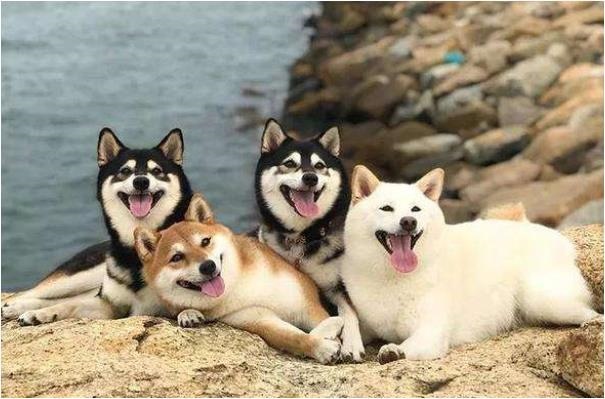 属狗的和什么属相不合,属狗的和什么属相不合相冲