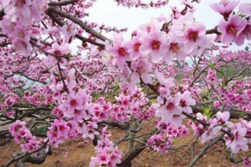 979年属羊女后半生命运，42岁属羊人的一生宿命"