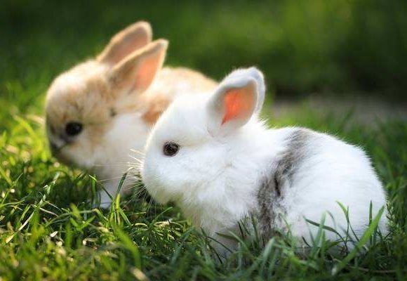 属兔跟什么属相相克，属牛的和什么属相最配