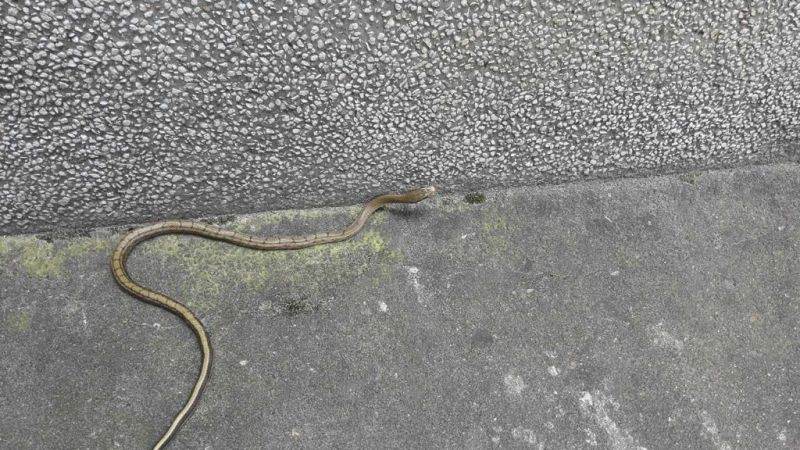 家里摆放蛇好不好，家里防蛇的更好办法