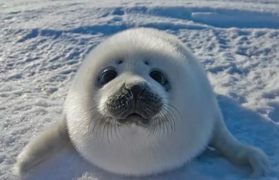 生肖蛇怕哪个生肖，十二生肖蛇最怕什么动物