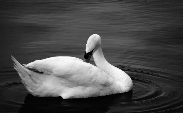 属蛇男招财微信头像男士，77年属蛇女转运招财头像