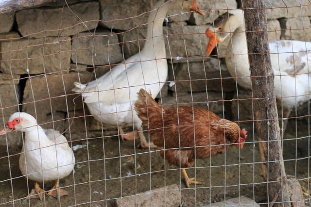 属蛇的克星是什么属相，属虎最怕什么属相