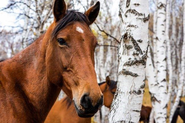 属羊和属蛇的配吗，属蛇人与属羊人谁厉害