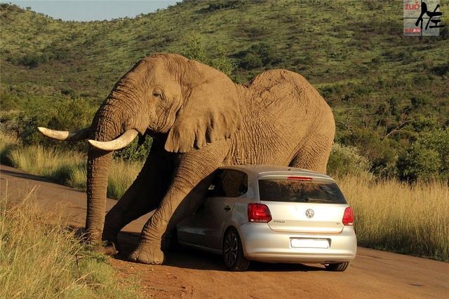 报复手段最残忍的生肖，头脑充满智慧的生肖女