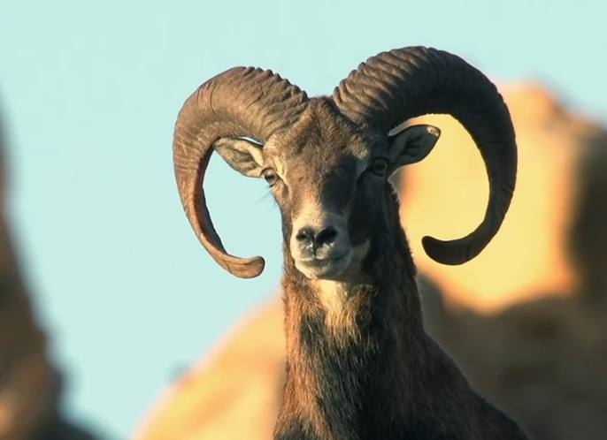 022年属羊的虚岁是多少岁，2022