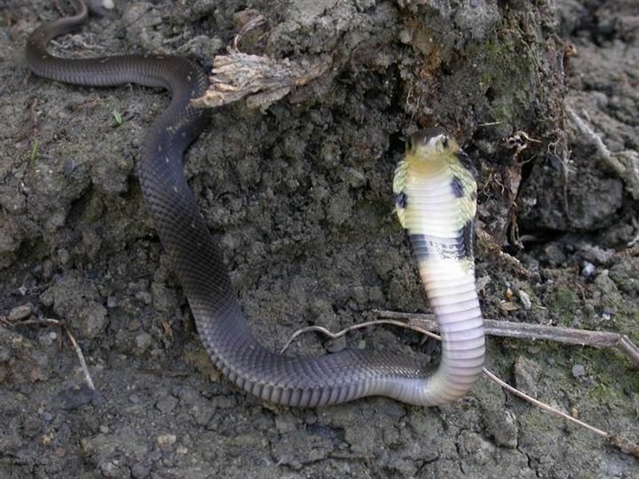 哪一年的蛇更好,那一年的蛇最有福气