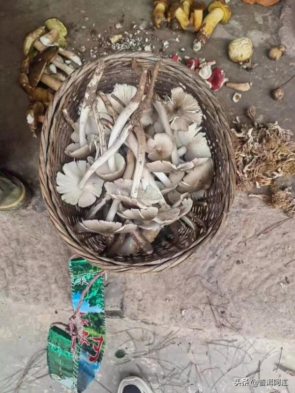 属马的克星属相，属马和属鼠谁克谁严重