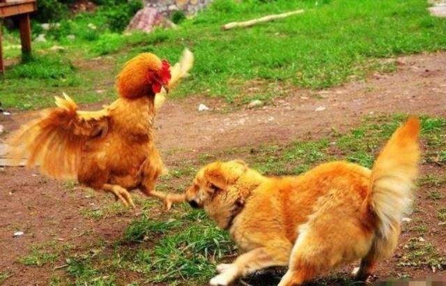 属蛇和狗相配婚姻如何，属蛇和属猪的婚姻怎么样