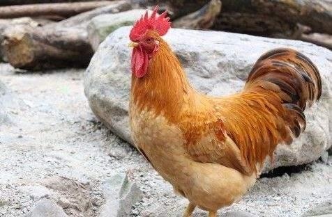 属鸡人在风水上有哪些禁忌,81年属鸡车牌号忌讳