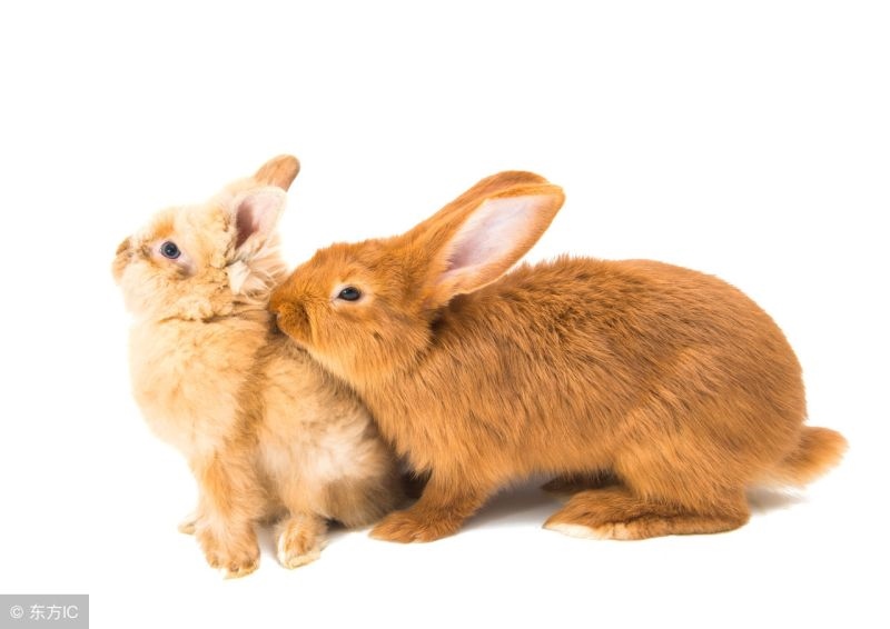 兔的下半年的运势如何，87年属兔2022年运势及运程