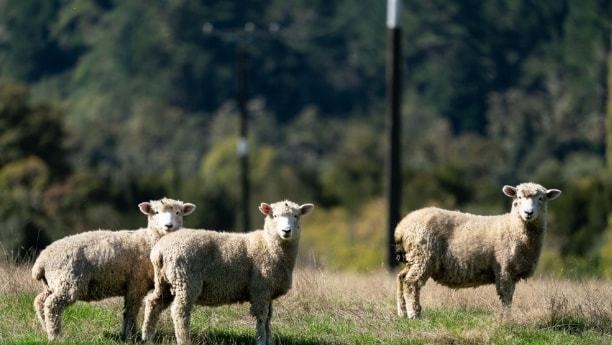 1年羊2022年每月运势，91年羊2022年运势如何男"