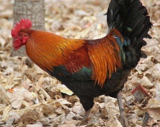 属鸡人在风水上有哪些禁忌,81年属鸡车牌号忌讳