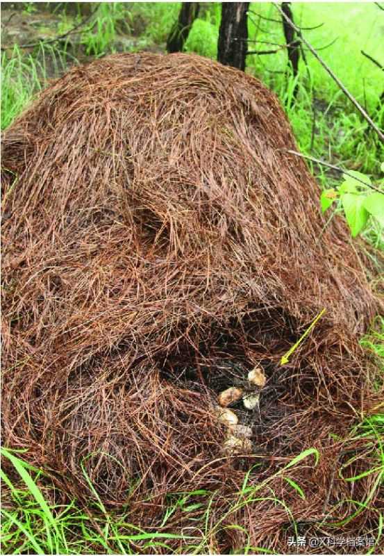 蛇为什么被称为性神,两蛇相缠必有一死