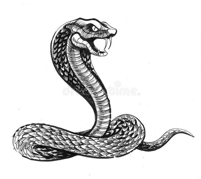 属蛇的人养什么宠物好，蛇的人比较喜欢养什么宠物