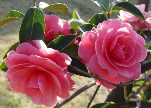 979年属羊女后半生命运，42岁属羊人的一生宿命"