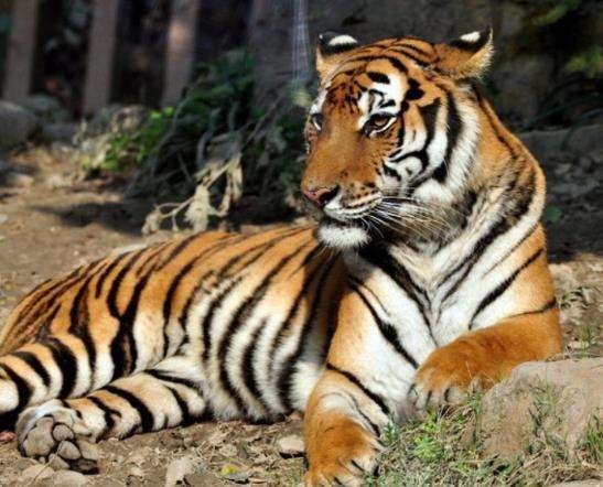 986属虎二婚婚姻，1986年属虎在2022