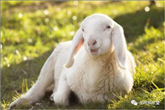 1年羊2022年每月运势，91年羊2022年运势如何男"