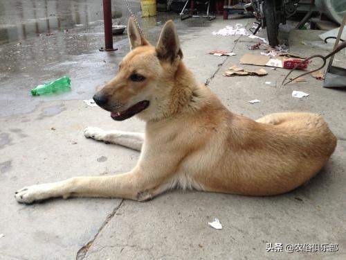 蛇最怕什么家禽，蛇为什么不能拿灯照