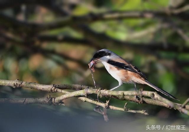 蛇的宿敌是什么动物，蛇是哺乳动物吗