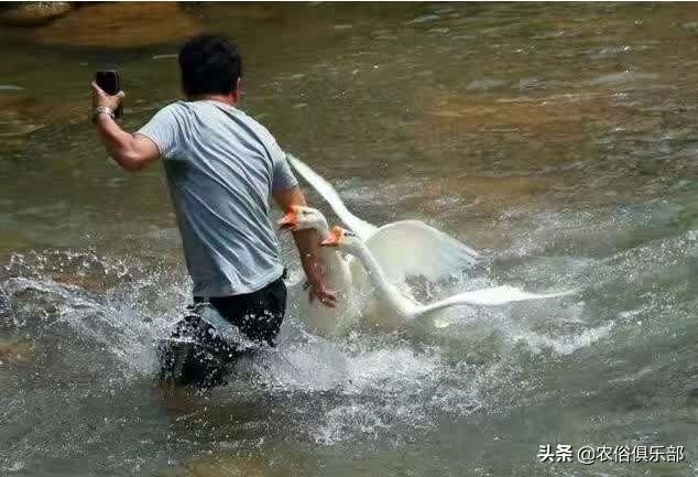 蛇最怕什么家禽，蛇为什么不能拿灯照