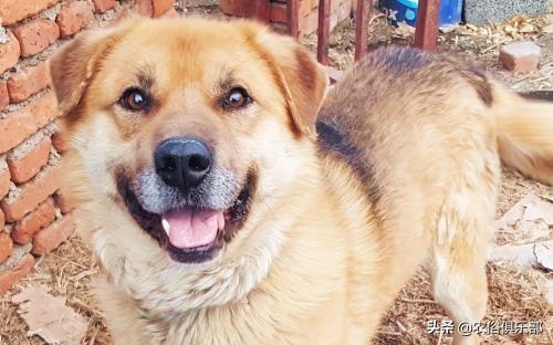 蛇最怕什么家禽，蛇为什么不能拿灯照