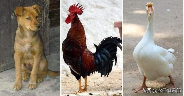 蛇最怕什么家禽，蛇为什么不能拿灯照