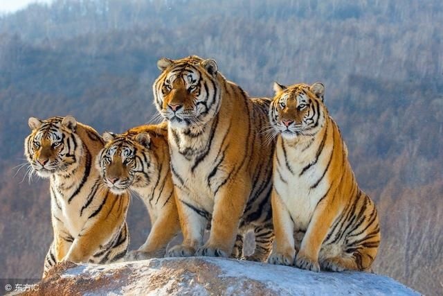 950年属虎的是什么命运，属虎2022年谁都躲不过的劫难"